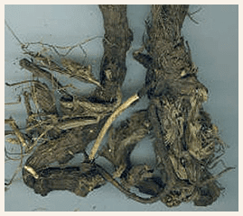 Traditional Native American Bear Root